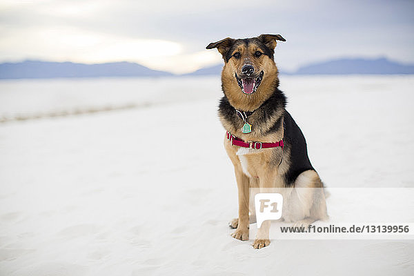 Ganzfigur eines hechelnden Hundes in voller Länge  der in der Wüste am White Sands National Monument sitzt