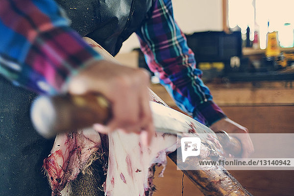 Male taxidermist removing skin of animal at workshop