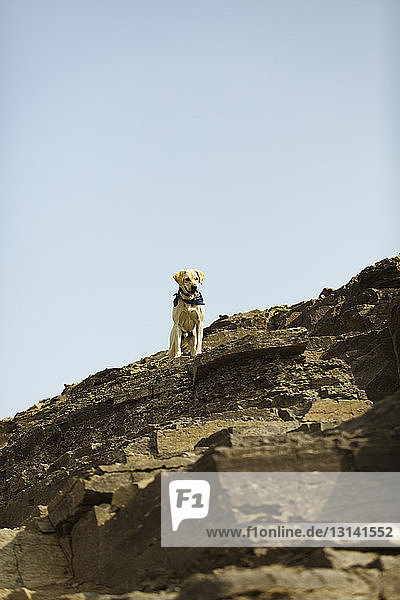 Niedrigwinkel-Ansicht eines auf einem Felsen stehenden Hundes vor klarem Himmel