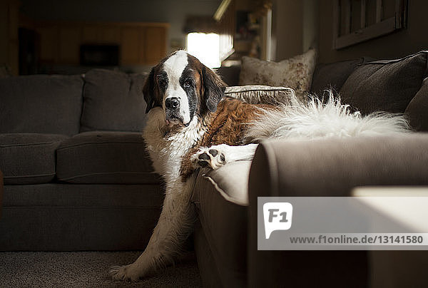 Porträt eines auf dem Sofa im Wohnzimmer liegenden Hundes
