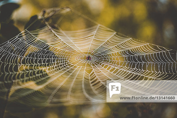 Hochwinkelansicht der Spinne im Netz