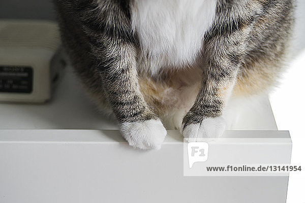 Low section of cat sitting on table