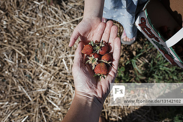 Abgehackte Hand der Mutter  die der Tochter auf dem Bauernhof Erdbeeren gibt