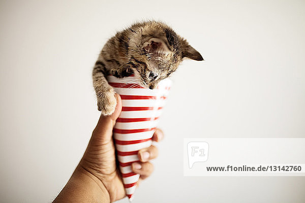 Close-up of hand holding paper cone with kitten against white wall