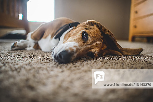 Porträt eines zu Hause auf dem Teppich liegenden Hundes