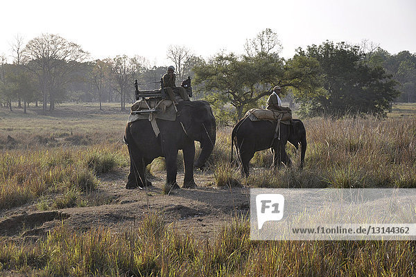 Indien  Orissa  Kanha-Nationalpark  Elefanten