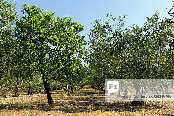 Italien  Apulien  Oliven- und Mandelbäume