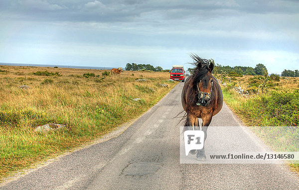 Pferd auf der Straße Öland Schweden Europa
