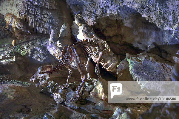 Bärenskelett Bärenhöhle Sonnenbühl Baden-Württemberg Deutschland Europa