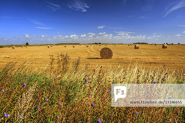 Strohballen auf dem Feld, nahe Hulterstad, Öland, Götaland, Schweden, Europa