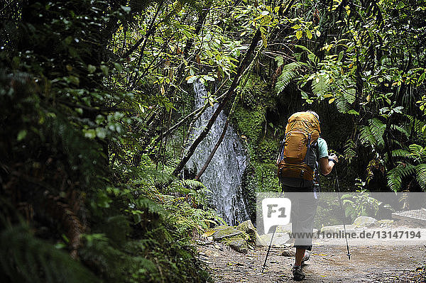 Frau beim Wandern im üppigen Wald  Neuseeland