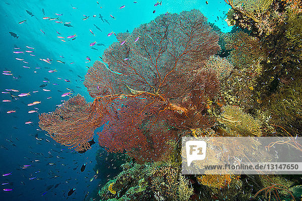 Korallen und Meerespflanzen  Uepi Point  Uepi Island  Neubritannien  Salomonen