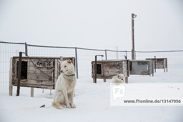 Husky dog sitting in enclosure,  Svalbard,  Norway