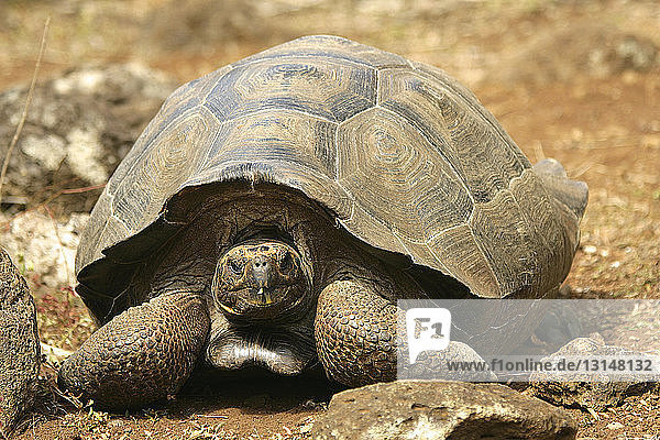 Galapagos tortoise (Geochelone Nigra)  Galapagos Islands  Ecuador