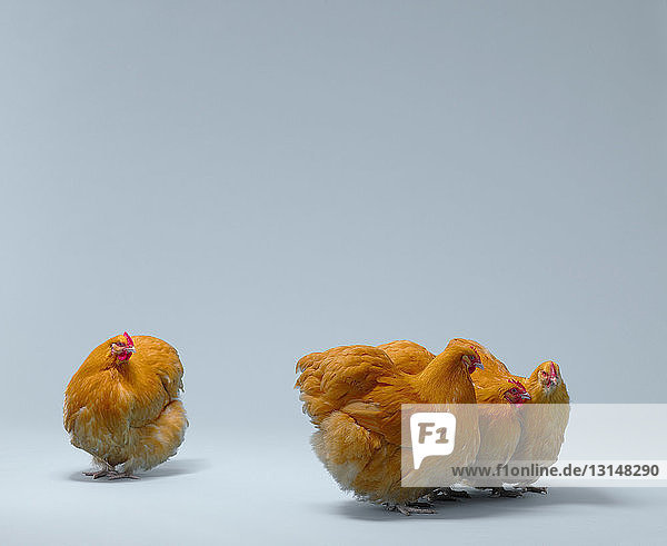 Huhn betrachtet eine Gruppe von Hühnern
