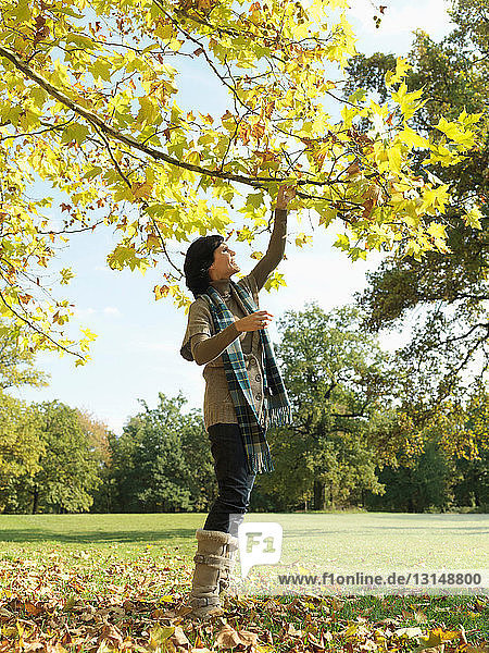 Woman picking leaves off Autumn branches