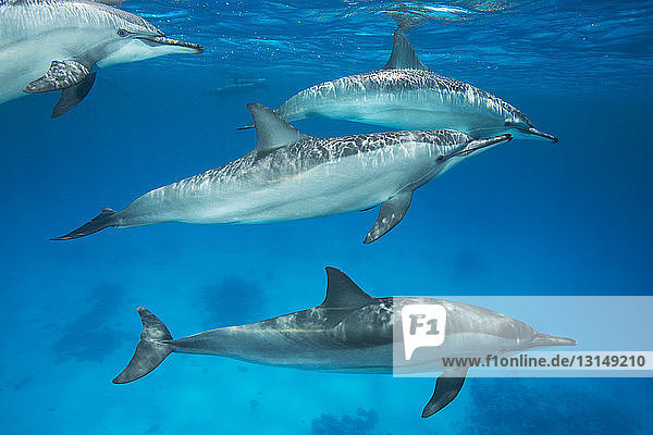 Group of Spinner Dolphins