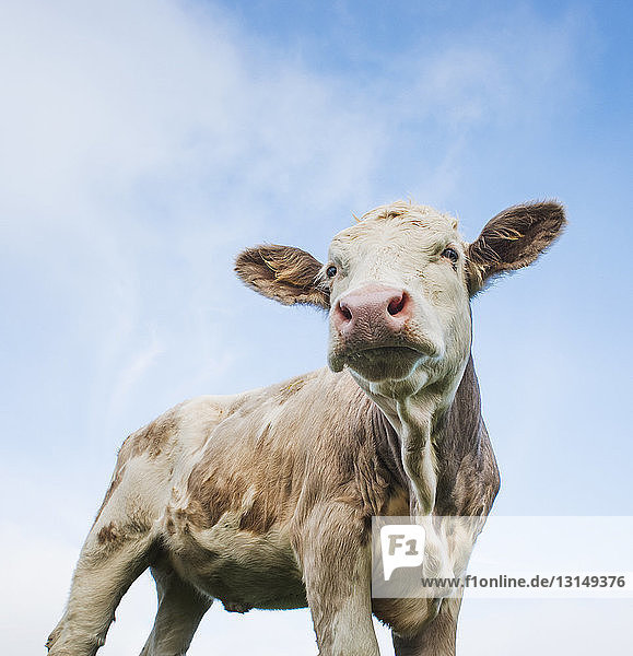 Biologisch aufgezogene  grasgefütterte Kuh