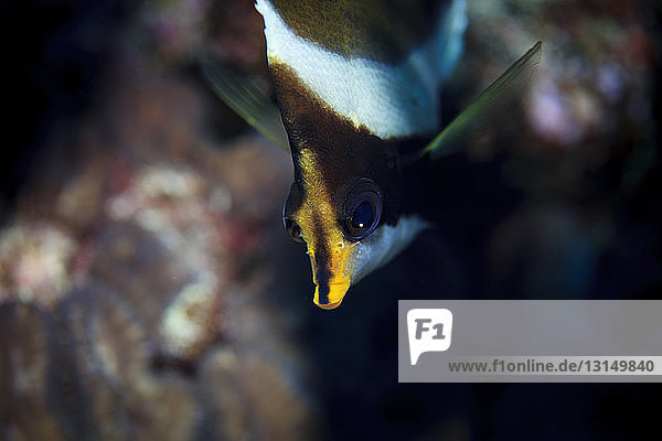 Unterwasseransicht von Heniochus chrysostomus (Wimpelfisch) im Palmerston Atoll  Cook Inseln