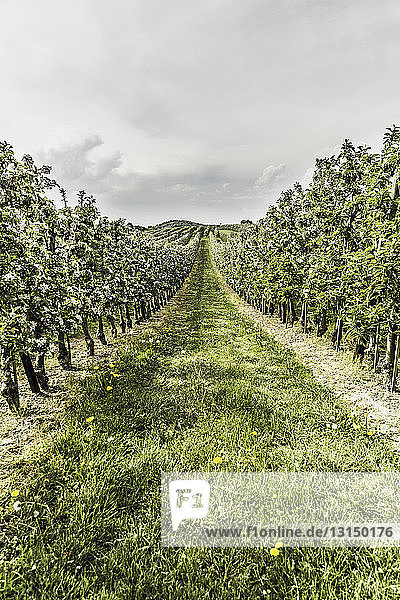View of vineyard  Bodensee  Germany