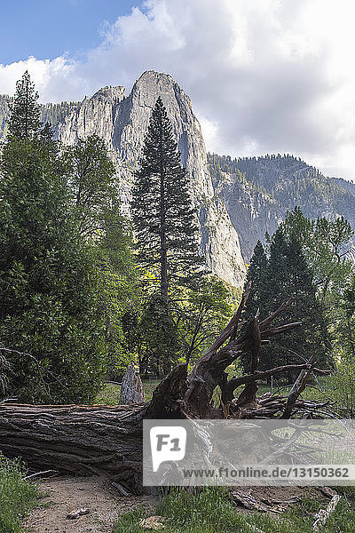 Blick auf einen Berg und einen umgestürzten Baum  Yosemite National Park  Kalifornien  USA