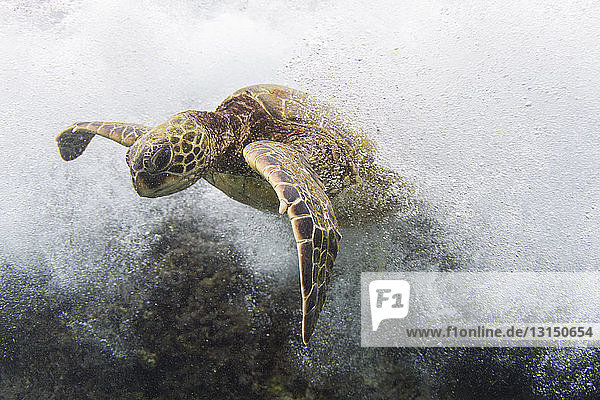Unterwasseransicht einer Schildkröte  die in den Gezeiten schwimmt  Hawaii  USA