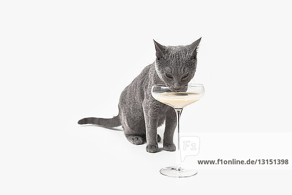 Russian Blue cat drinking from cocktail glass