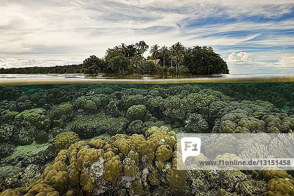 Koralle unter der Wasserlinie  Insel Uepi  Neubritannien  Salomoninseln