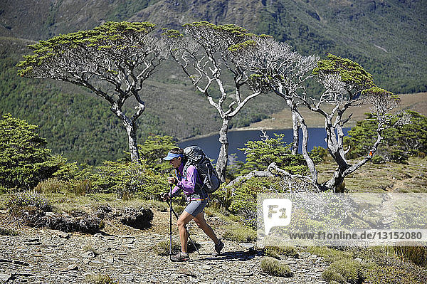 Mittlere erwachsene Frau beim Wandern durch den Kahurangi National Park  Neuseeland