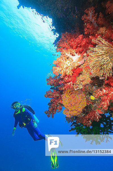 Taucher schwimmt im Korallenriff