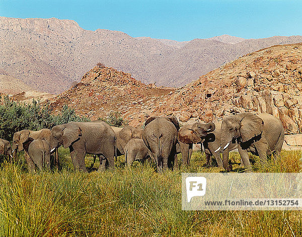 Familie von Wüstenelefanten in Namibia