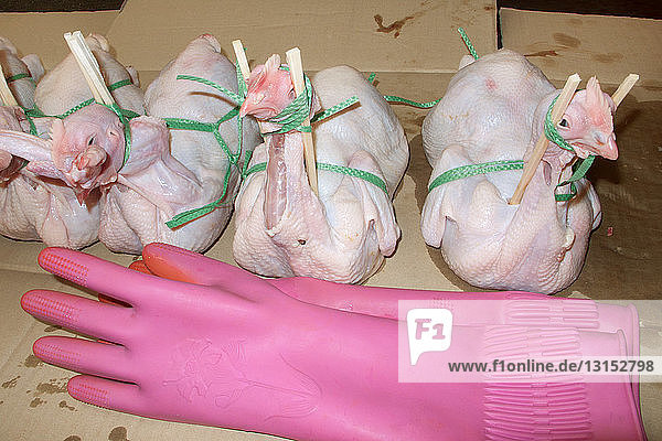 Vier gerupfte Hühner und rosa Gummihandschuhe