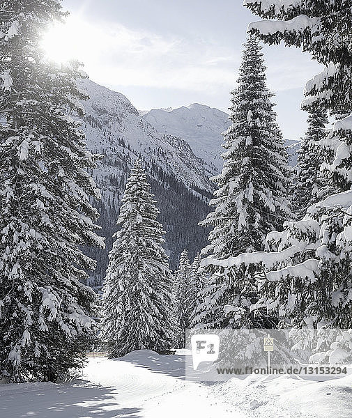 Schneebedeckte Tannen  Lech  Österreich