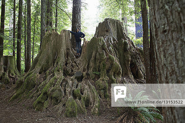 Junge steht auf einem Baumstumpf  Redwoods National Park  Kalifornien  USA