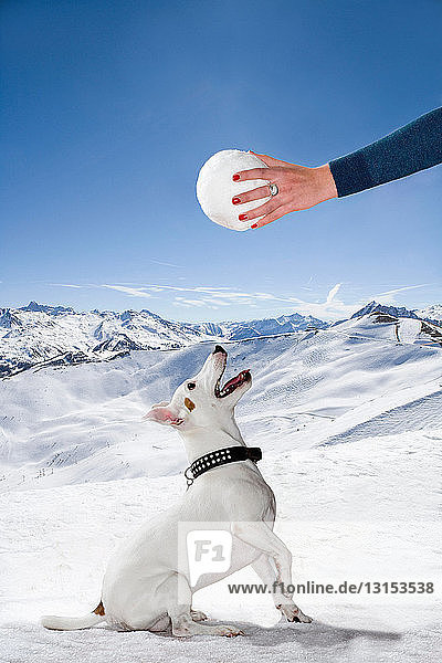 Hund im Schnee schaut zum Schneeball auf