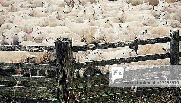 Schafe am Holztor