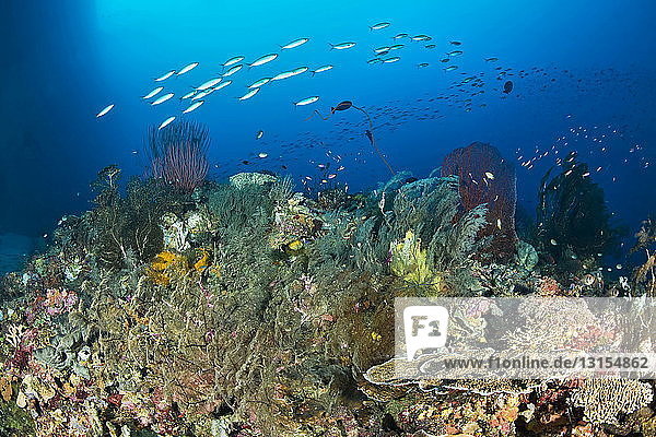 Fish over coral  Nusa Roviana  Munda  New Britain  Solomon Islands