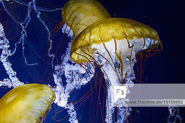 Glühende Unterwasseransicht von drei gelben Quallen  die im Meer schwimmen