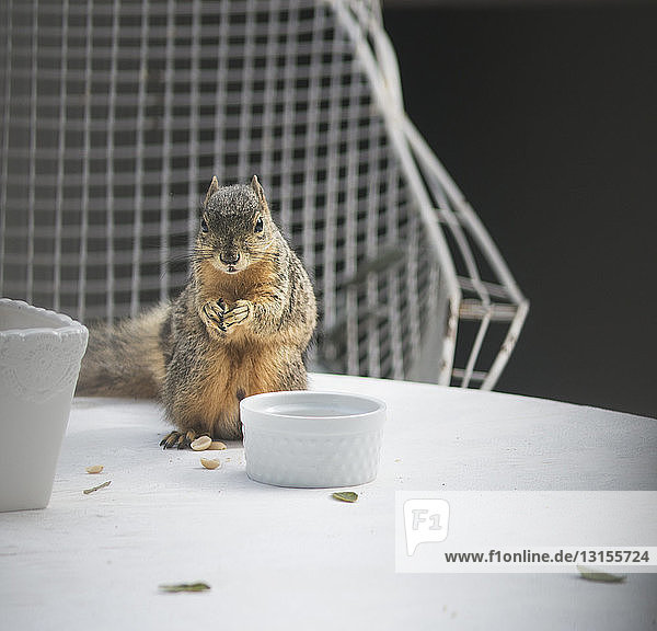 Porträt eines Eichhörnchens beim Fressen auf dem Gartentisch
