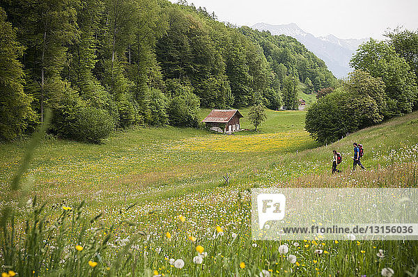 Ehepaar beim Wandern  Niederried  Berner Oberland  Schweiz