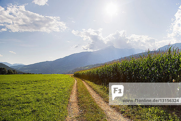 Weg entlang eines Maisfeldes auf einem Bauernhof