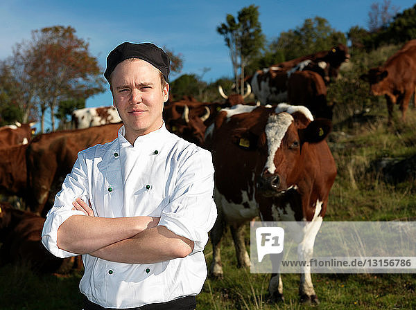 Chef with cows