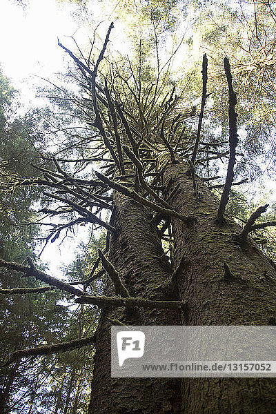 Niedriger Winkel eines Baumes  Umpqua State Park  Oregon  USA