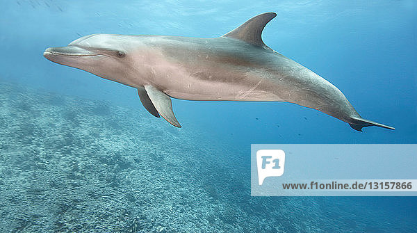 Bottlenose dolphin swimming in ocean