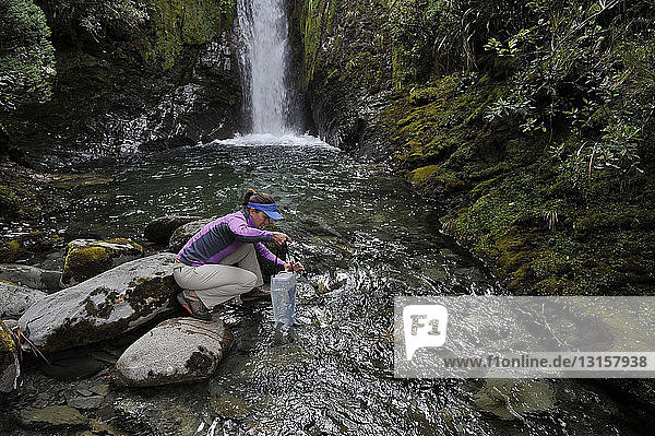 Mittlere erwachsene Frau bei der Entnahme einer Wasserprobe aus einem Bach  Kahurangi National Park  Neuseeland