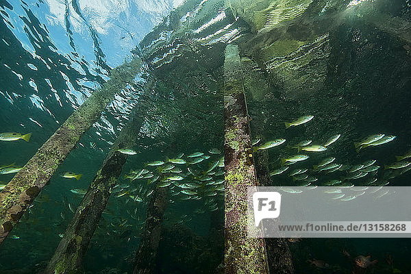 Fische schwimmen unter dem Welcome Jetty  niedriger Winkel  Insel Uepi  Neubritannien  Salomon-Inseln