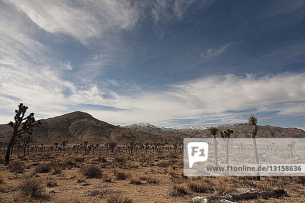 Mojave desert  California  USA