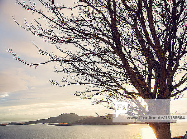 Silhouettierter kahler Baum und See bei Sonnenuntergang  Assynt  nordwestliche Highlands  Schottland  UK