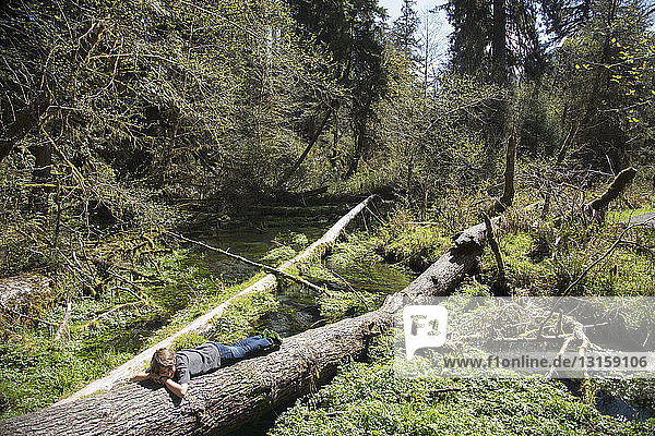 Olympic National Park  Hoh Rainforest  Washington State  USA
