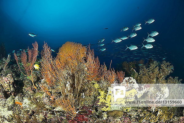 Reef scene  Nusa Roviana  Munda  New Britain  Solomon Islands